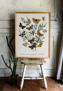 European Butterflies and Moths