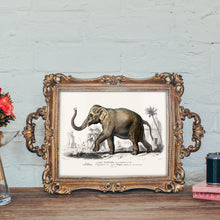 Load image into Gallery viewer, Asiatic Elephant
