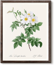 Load image into Gallery viewer, Rosa Brevistyla Leucochroa
