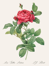 Load image into Gallery viewer, Rosa Gallica Pontiana
