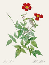Load image into Gallery viewer, Rosa Indica
