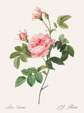 Load image into Gallery viewer, Rosa Inermis
