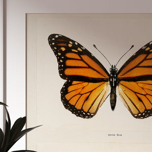 Monarch (Moths and Butterflies)