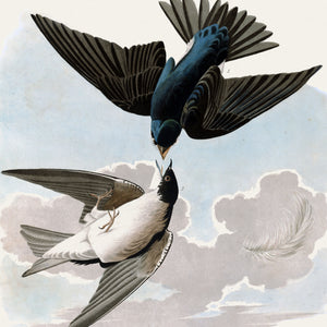 White Bellied Swallow