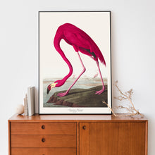 Load image into Gallery viewer, American Flamingo
