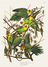 Load image into Gallery viewer, Carolina Parrot
