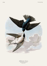 Load image into Gallery viewer, White Bellied Swallow
