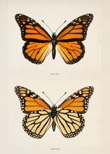 Load image into Gallery viewer, Monarch (Moths and Butterflies)
